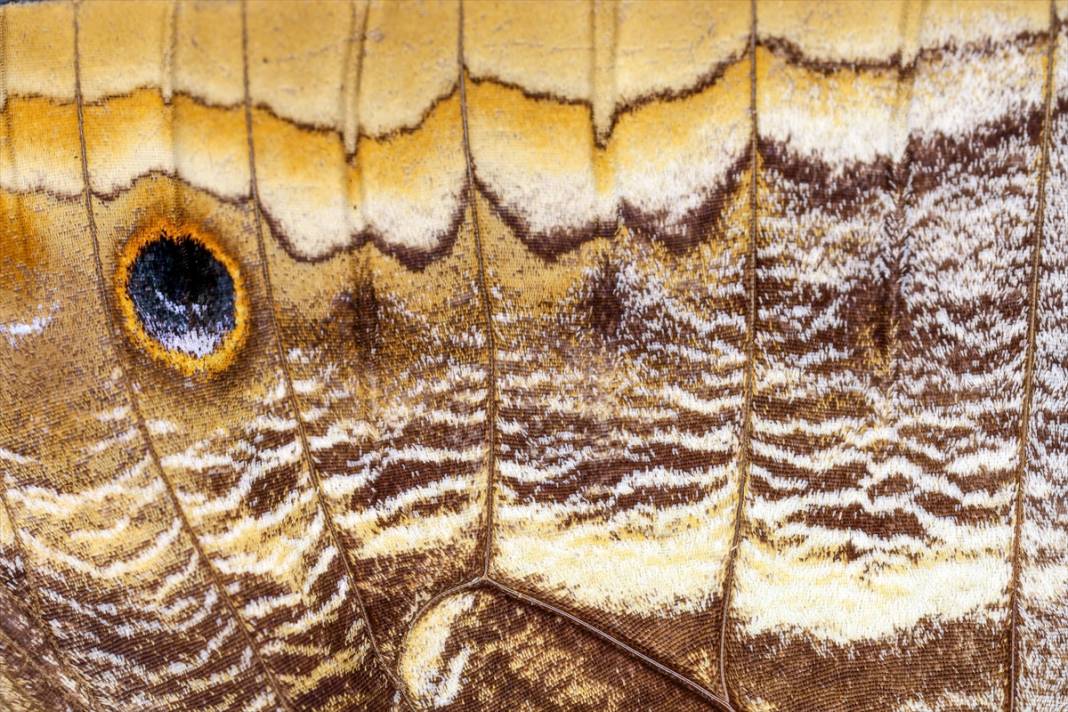 Konya'da 40 türde binlerce kelebeğe ev sahipliği yapan Tropikal Kelebek Bahçesinin sakinleri 17