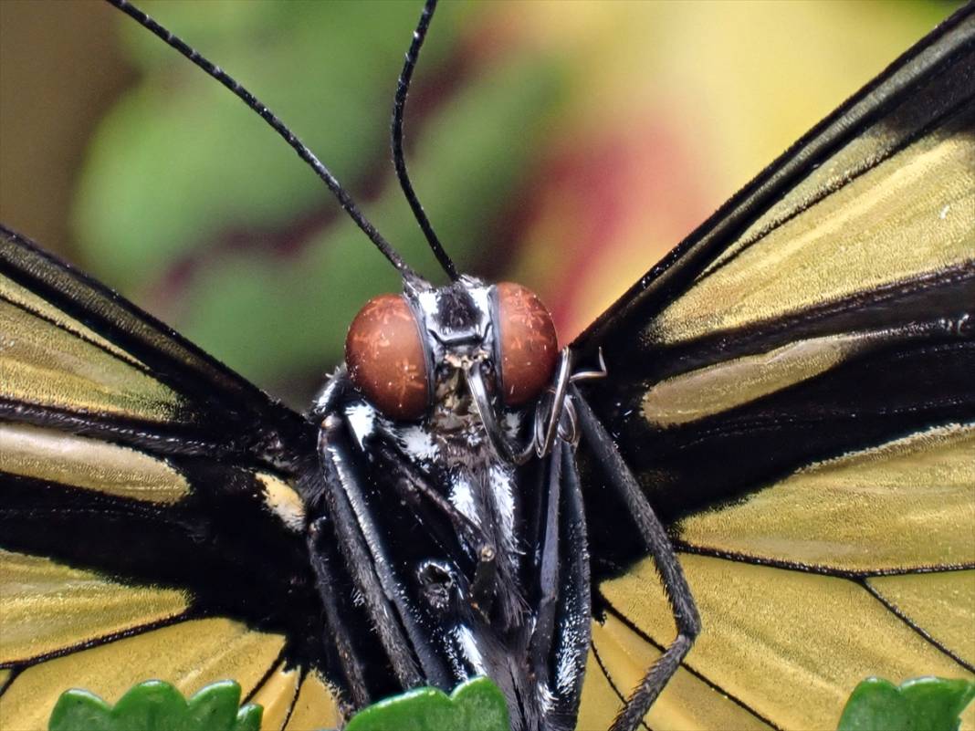 Konya'da 40 türde binlerce kelebeğe ev sahipliği yapan Tropikal Kelebek Bahçesinin sakinleri 18