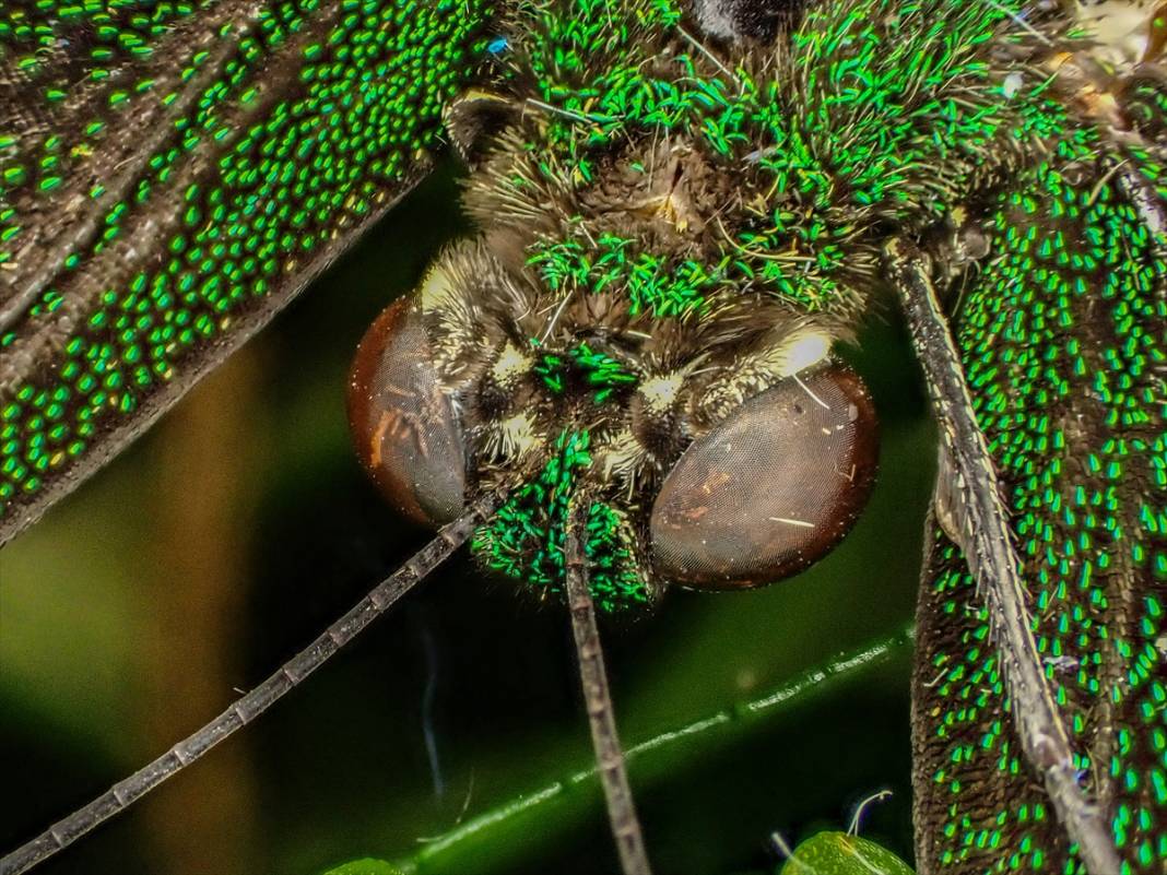 Konya'da 40 türde binlerce kelebeğe ev sahipliği yapan Tropikal Kelebek Bahçesinin sakinleri 19