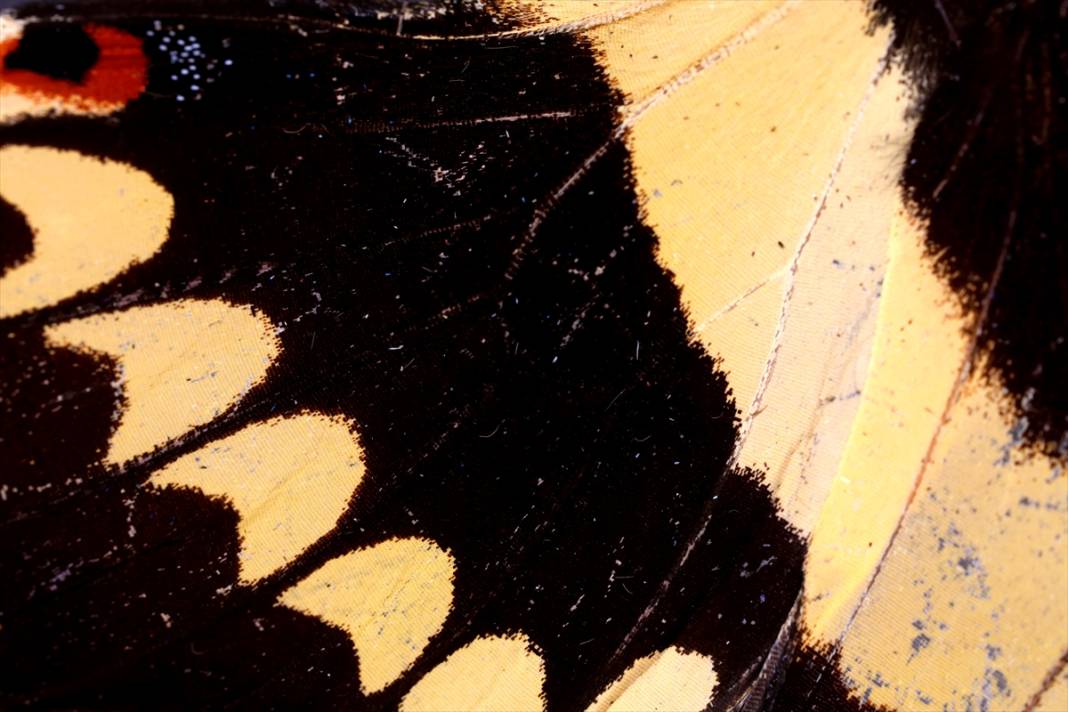 Konya'da 40 türde binlerce kelebeğe ev sahipliği yapan Tropikal Kelebek Bahçesinin sakinleri 2