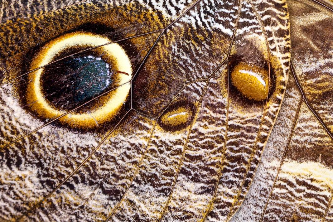 Konya'da 40 türde binlerce kelebeğe ev sahipliği yapan Tropikal Kelebek Bahçesinin sakinleri 20