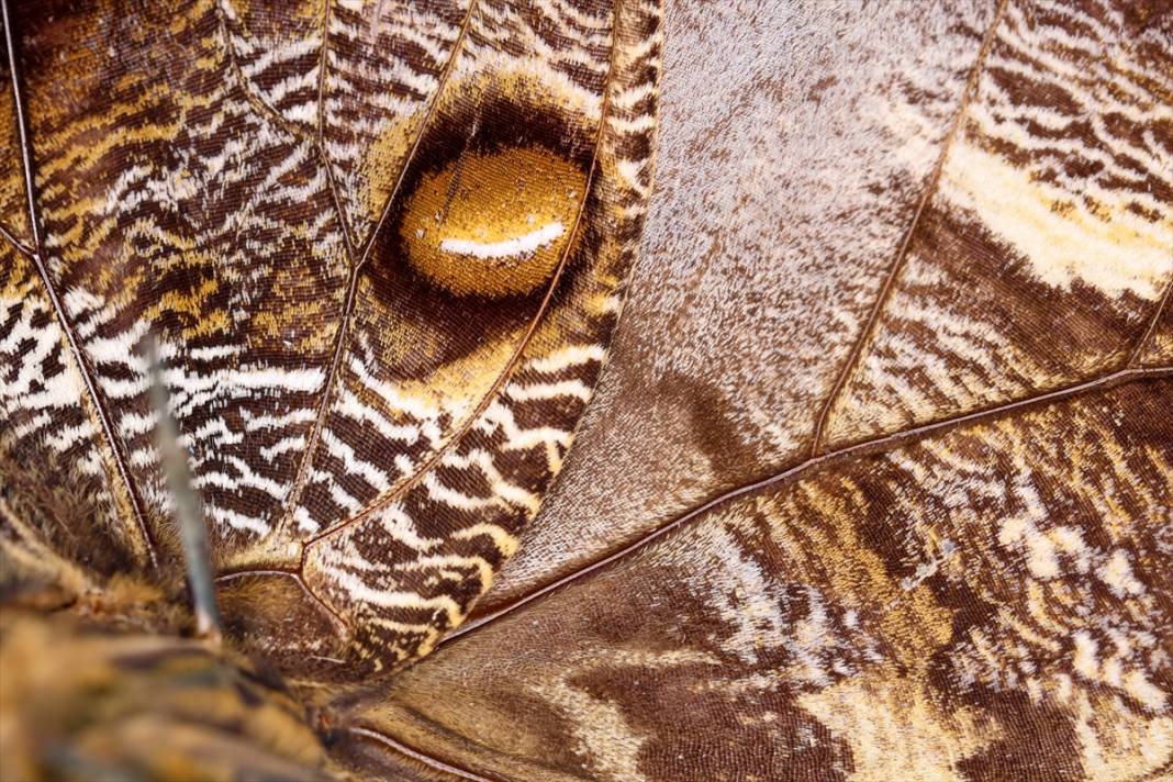 Konya'da 40 türde binlerce kelebeğe ev sahipliği yapan Tropikal Kelebek Bahçesinin sakinleri 21