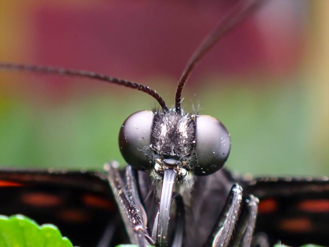 Konya'da 40 türde binlerce kelebeğe ev sahipliği yapan Tropikal Kelebek Bahçesinin sakinleri 3