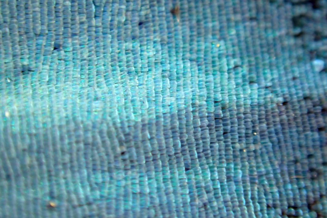 Konya'da 40 türde binlerce kelebeğe ev sahipliği yapan Tropikal Kelebek Bahçesinin sakinleri 4