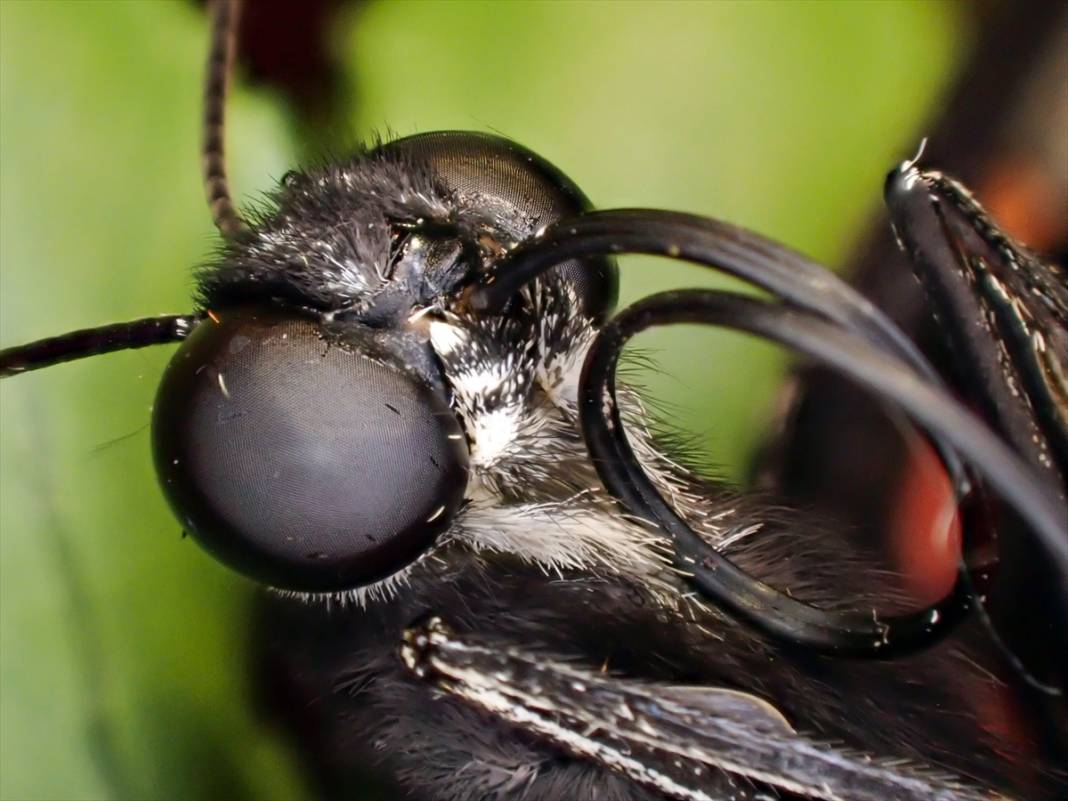 Konya'da 40 türde binlerce kelebeğe ev sahipliği yapan Tropikal Kelebek Bahçesinin sakinleri 5