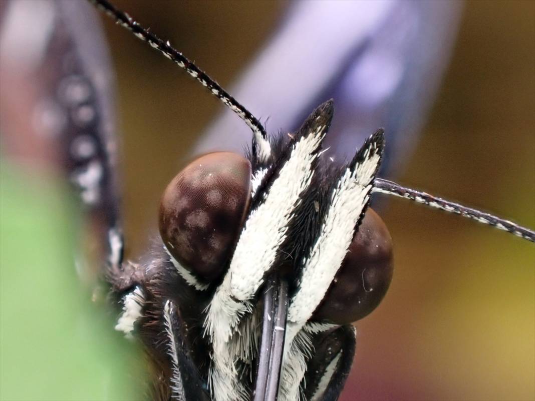 Konya'da 40 türde binlerce kelebeğe ev sahipliği yapan Tropikal Kelebek Bahçesinin sakinleri 6