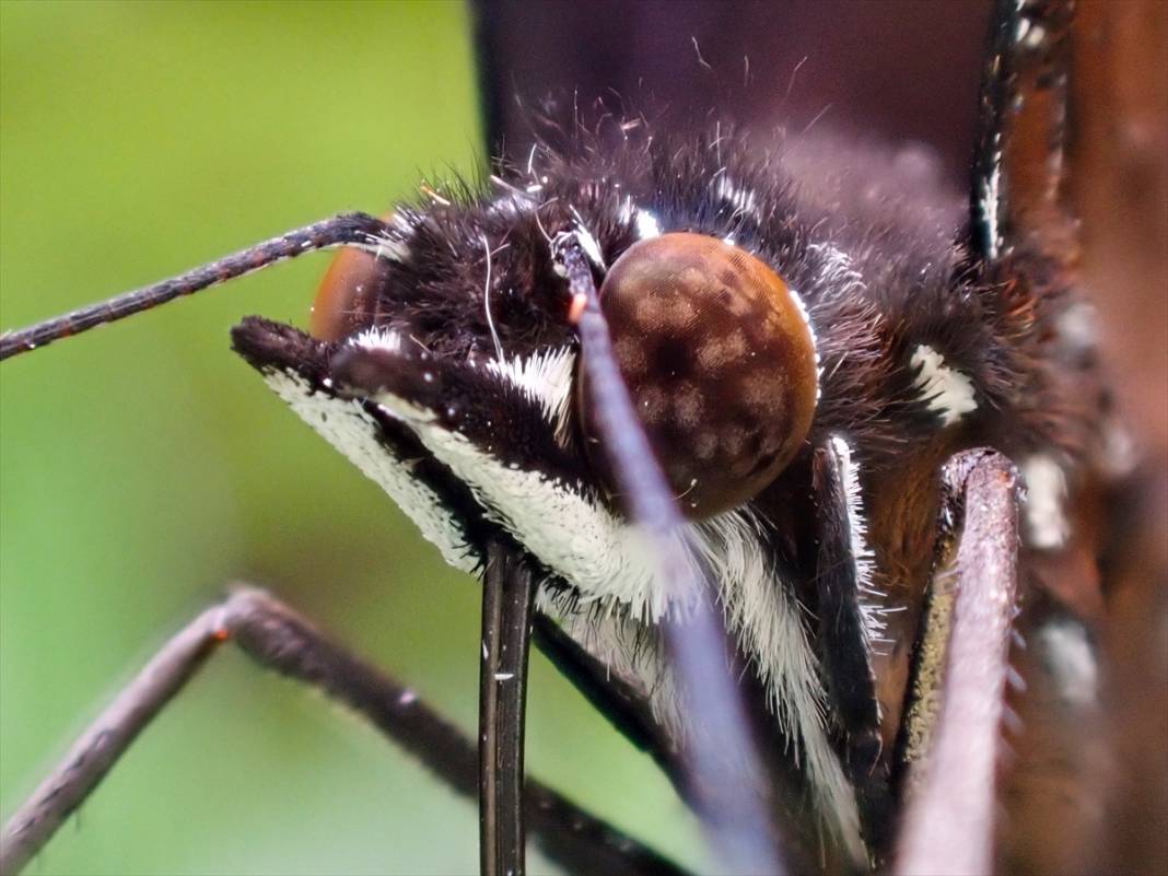 Konya'da 40 türde binlerce kelebeğe ev sahipliği yapan Tropikal Kelebek Bahçesinin sakinleri 7