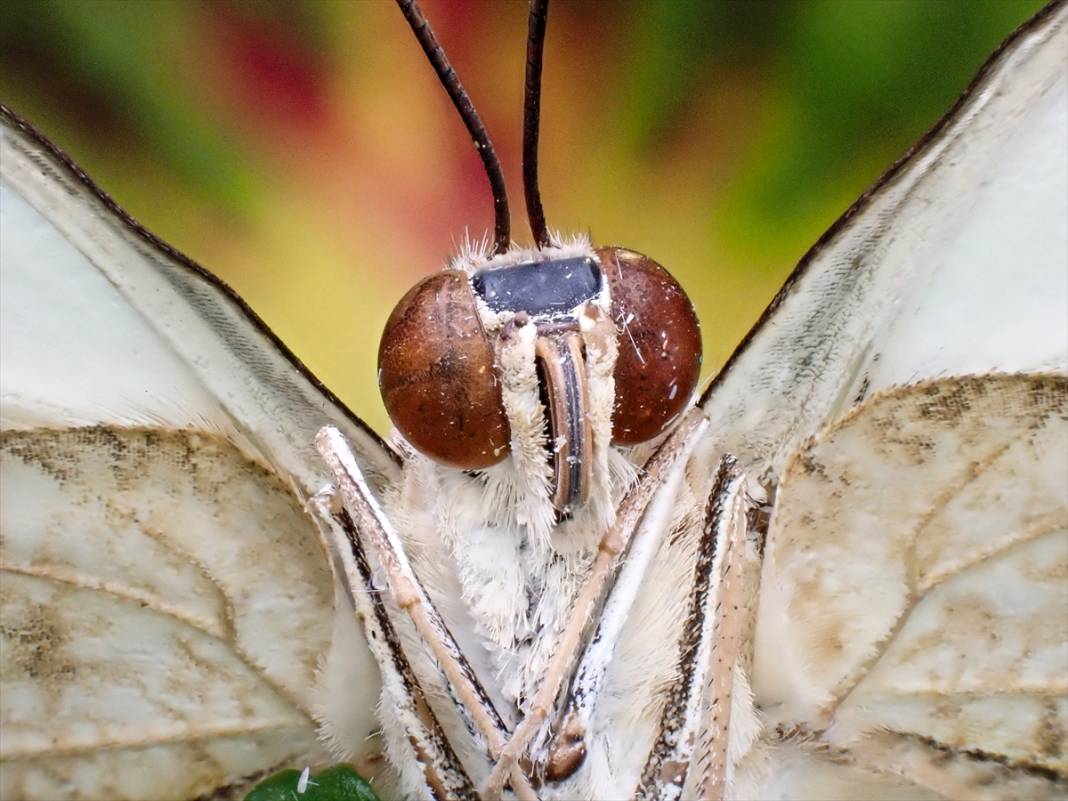 Konya'da 40 türde binlerce kelebeğe ev sahipliği yapan Tropikal Kelebek Bahçesinin sakinleri 8