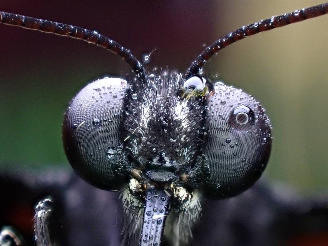 Konya'da 40 türde binlerce kelebeğe ev sahipliği yapan Tropikal Kelebek Bahçesinin sakinleri 9
