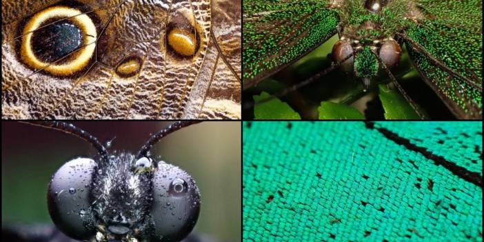 Konya'da 40 türde binlerce kelebeğe ev sahipliği yapan Tropikal Kelebek Bahçesinin sakinleri