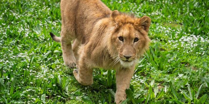 İsmi anketle belirlenen aslanı doğal yaşam parkında başka bir aslan öldürdü