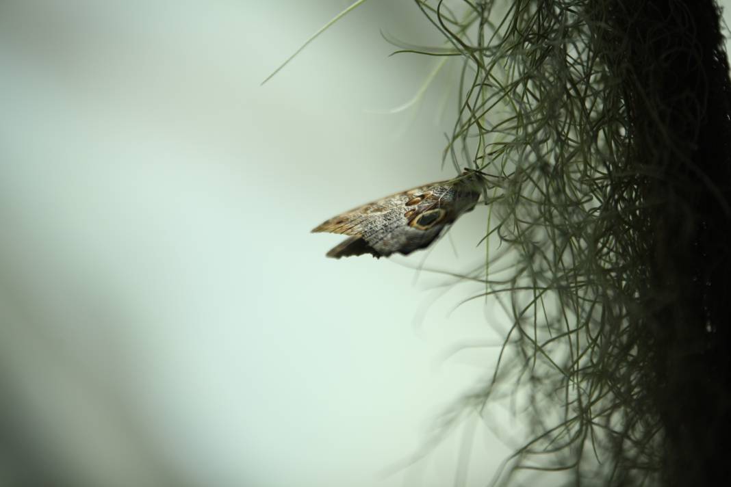 Konya'daki bu bahçe için akın akın geliyorlar! 10