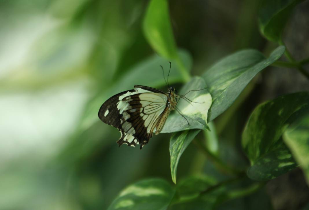 Konya'daki bu bahçe için akın akın geliyorlar! 2
