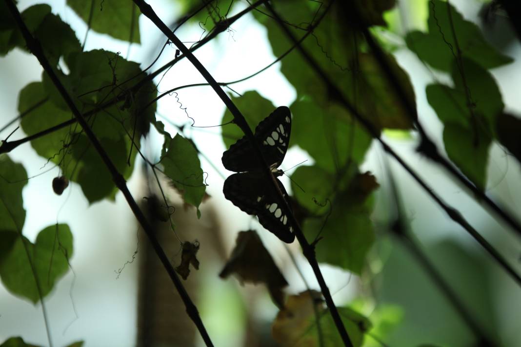 Konya'daki bu bahçe için akın akın geliyorlar! 3