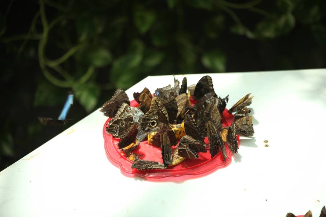 Konya'daki bu bahçe için akın akın geliyorlar! 4