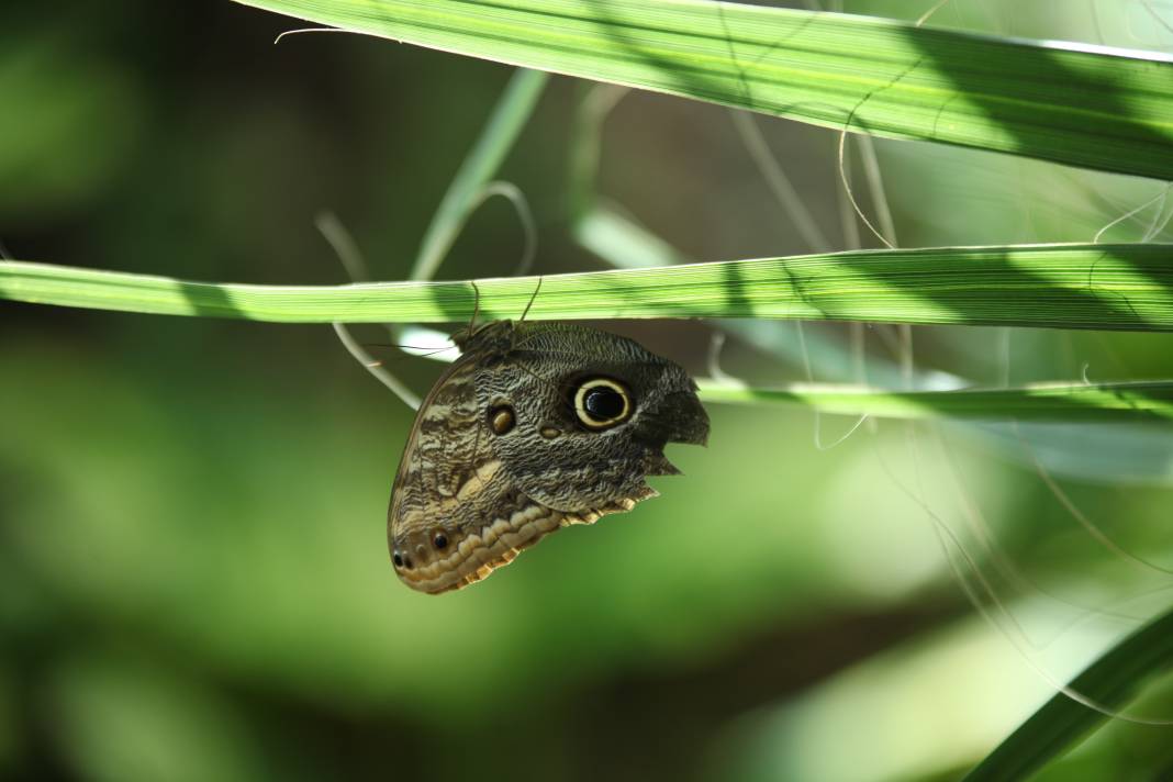Konya'daki bu bahçe için akın akın geliyorlar! 5