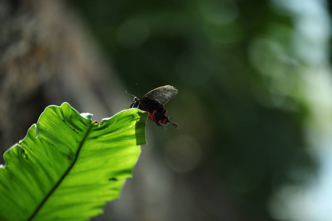 Konya'daki bu bahçe için akın akın geliyorlar! 6