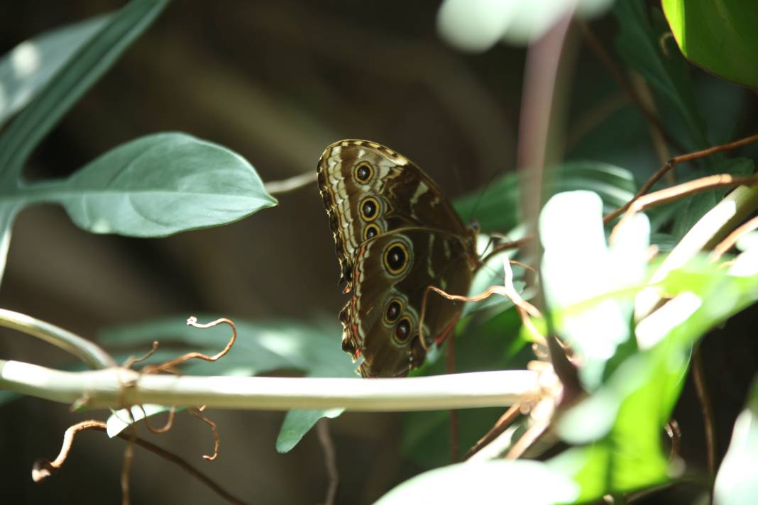 Konya'daki bu bahçe için akın akın geliyorlar! 7