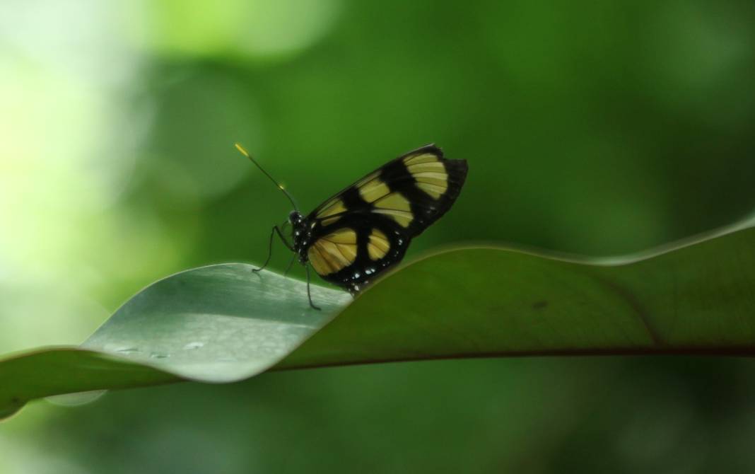 Konya'daki bu bahçe için akın akın geliyorlar! 8