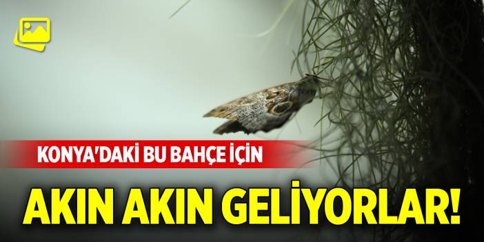 Konya'daki bu bahçe için akın akın geliyorlar!