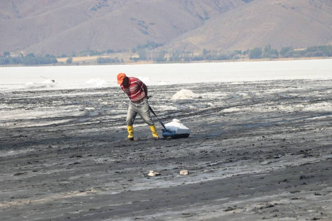Beyaz ekmekte hasat başladı 1