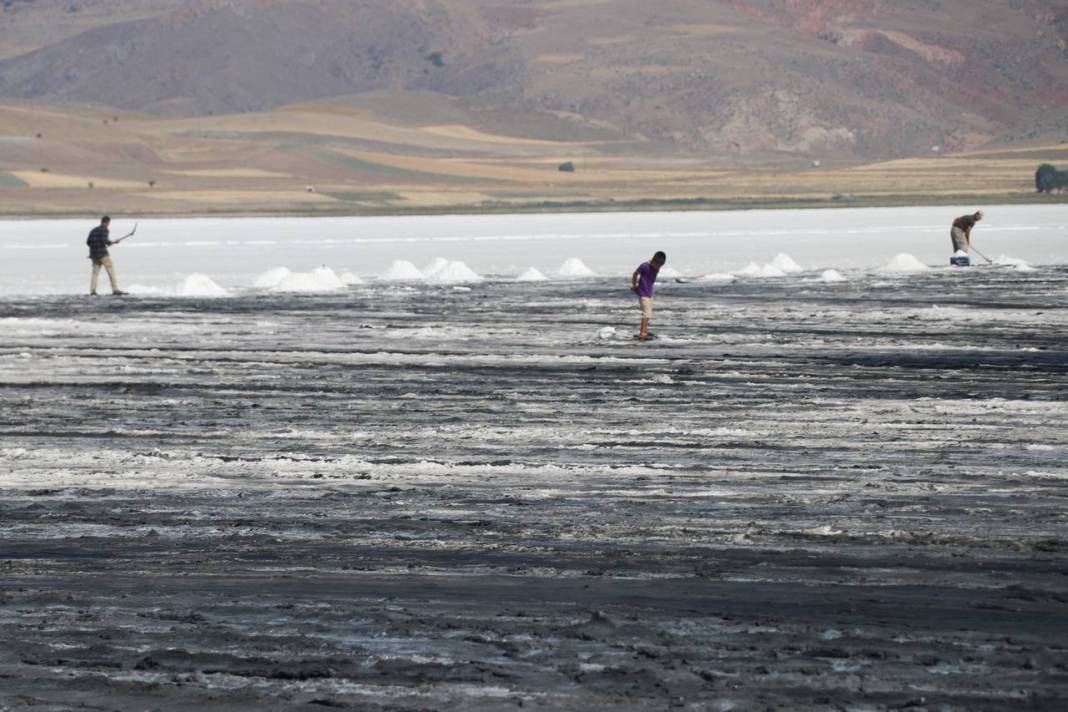 Beyaz ekmekte hasat başladı 9