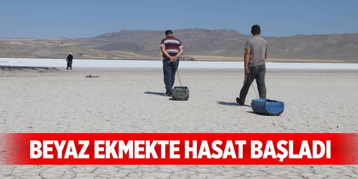 Beyaz ekmekte hasat başladı