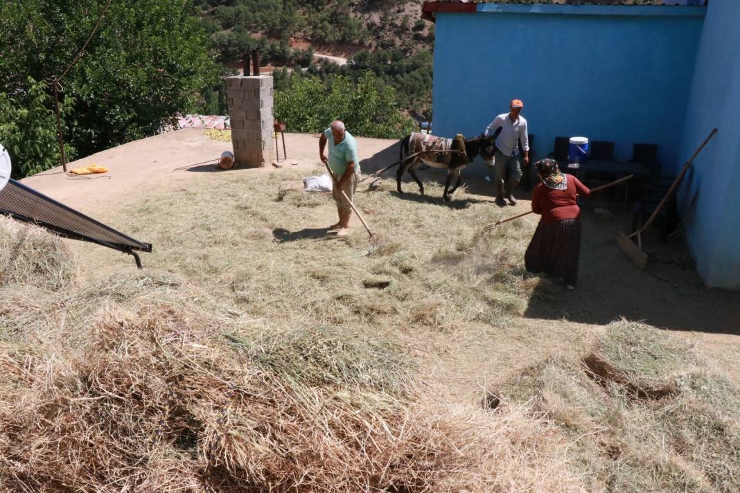 Konya'da geleneksel düvenle saman üretimi sürdürülüyor 6