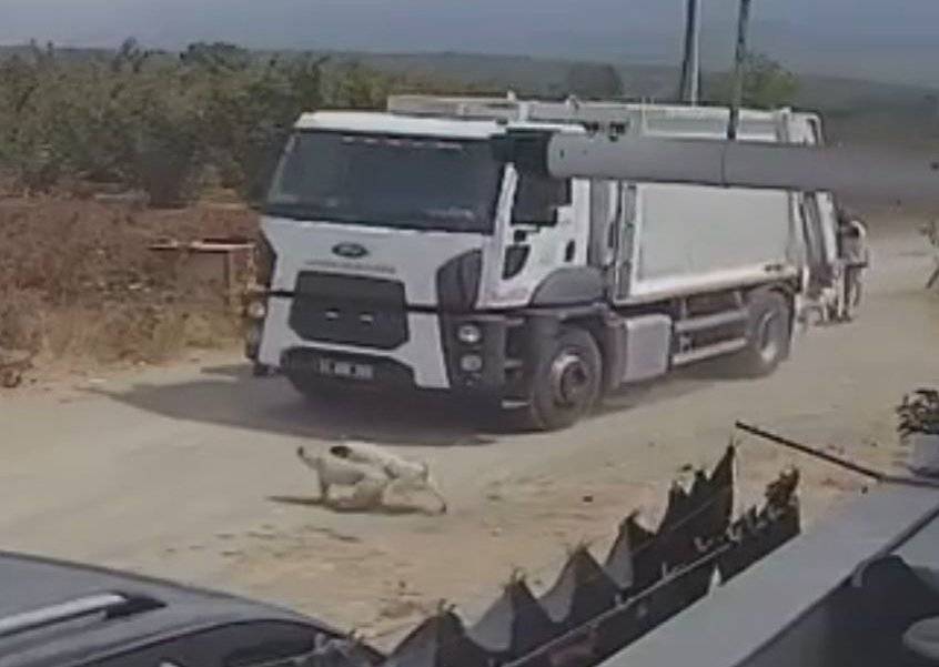 Ezerek öldürdükleri köpekleri çöp kamyonuna atıp götürdüler 3
