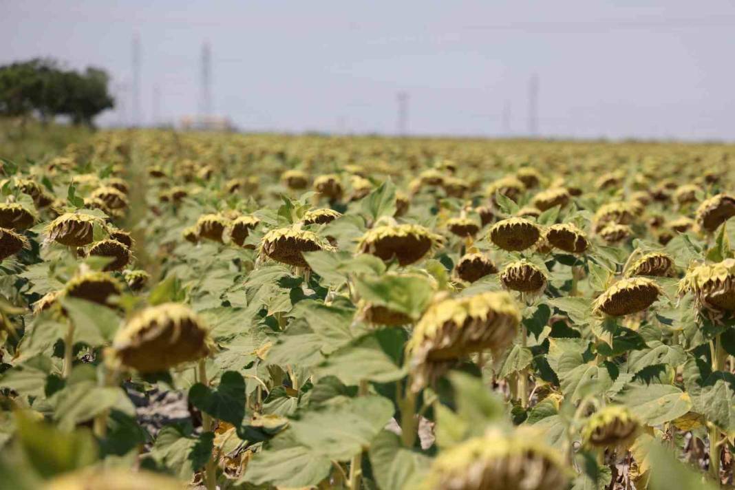 ‘Kiralık tarla’ uygulaması başladı! Konya'da 10 bin dekar boş arazi tespit edildi 1