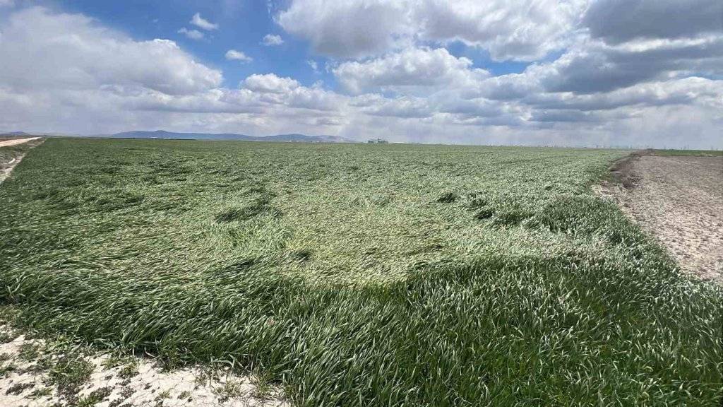 ‘Kiralık tarla’ uygulaması başladı! Konya'da 10 bin dekar boş arazi tespit edildi 5