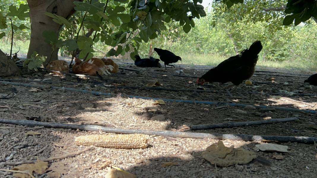 Kümeste felaket... 70 tavuğu telef ettiler 4
