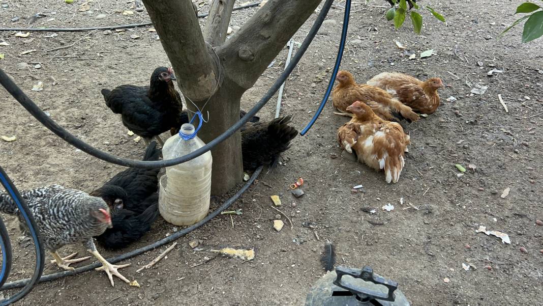 Kümeste felaket... 70 tavuğu telef ettiler 5