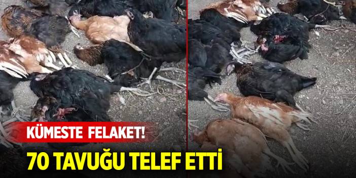 Kümeste felaket... 70 tavuğu telef ettiler
