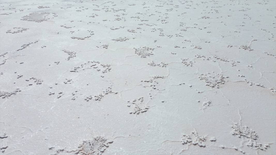 Tuz Gölü'ndeki kuraklık biyolojik çeşitliliği de etkiliyor 17