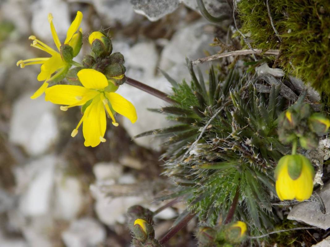 Yeni keşif 'tüylü kekreçiçeği' Türkiye'nin bitki florasına kaydedildi 1