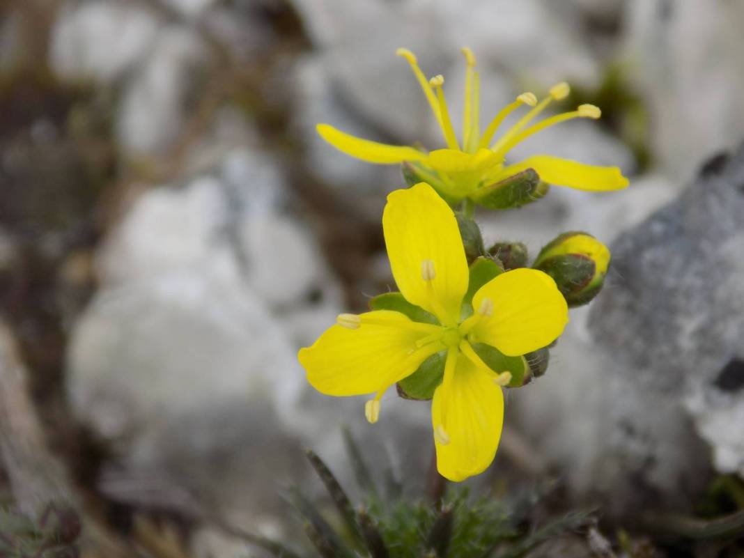 Yeni keşif 'tüylü kekreçiçeği' Türkiye'nin bitki florasına kaydedildi 2