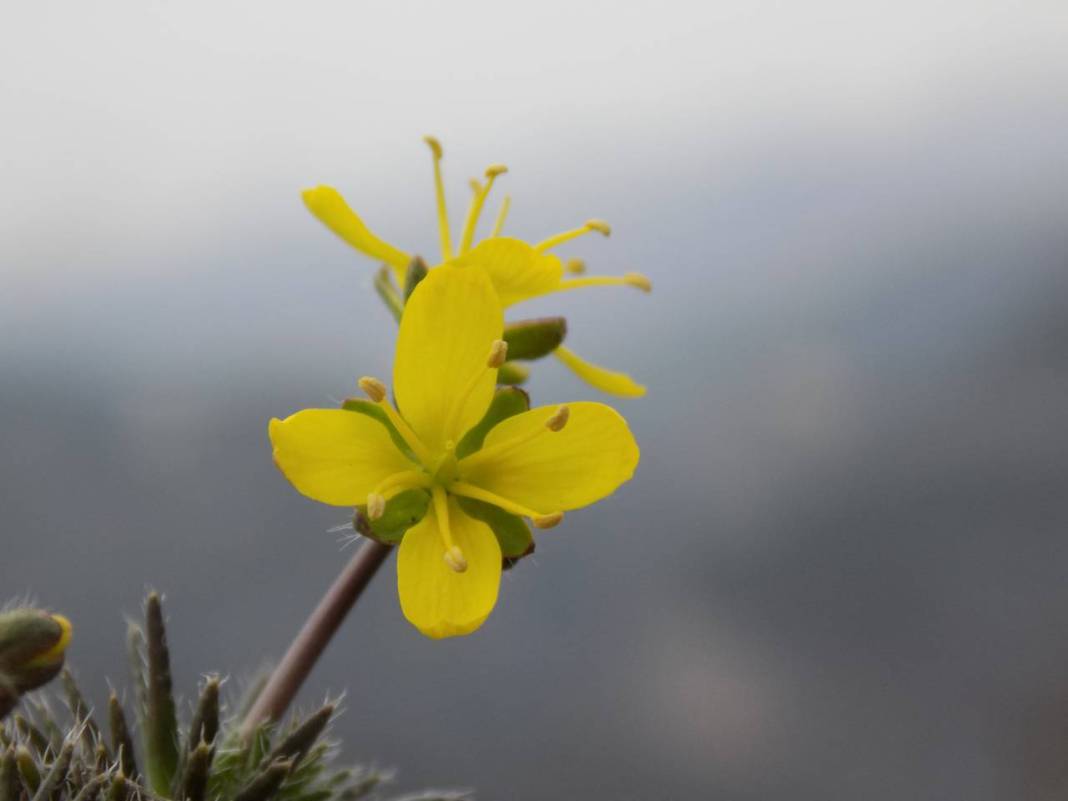 Yeni keşif 'tüylü kekreçiçeği' Türkiye'nin bitki florasına kaydedildi 4