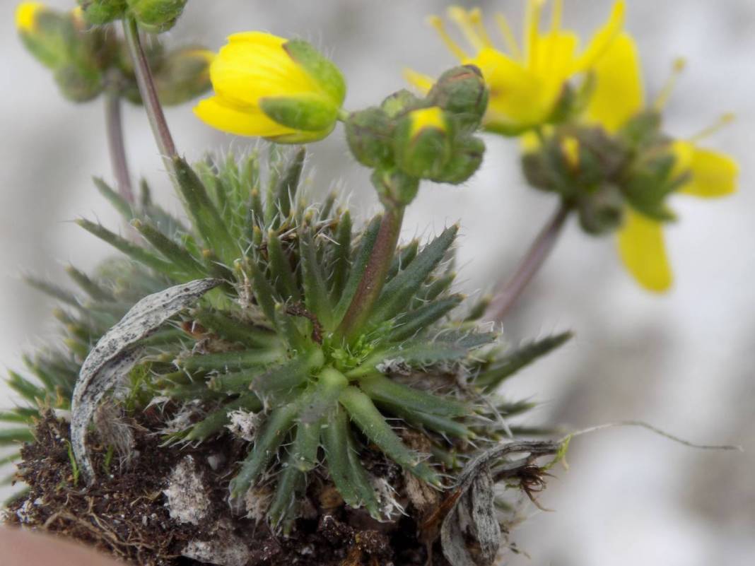 Yeni keşif 'tüylü kekreçiçeği' Türkiye'nin bitki florasına kaydedildi 6