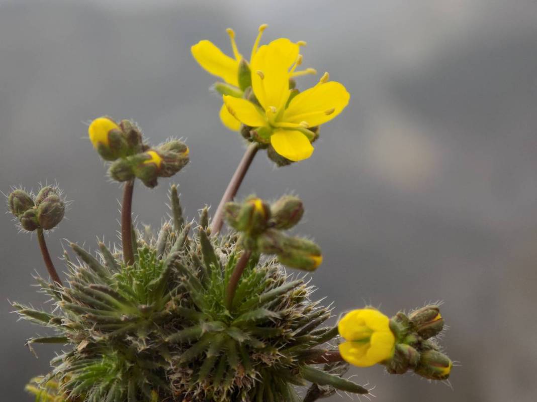 Yeni keşif 'tüylü kekreçiçeği' Türkiye'nin bitki florasına kaydedildi 7