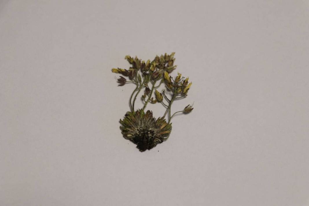 Yeni keşif 'tüylü kekreçiçeği' Türkiye'nin bitki florasına kaydedildi 8