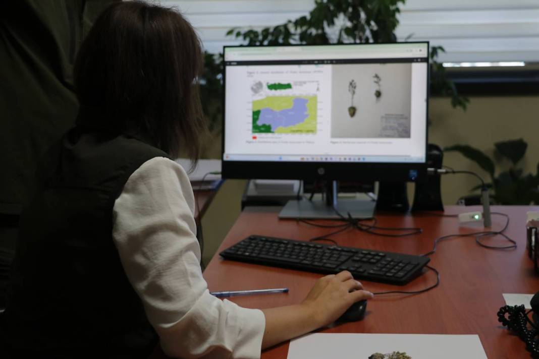 Yeni keşif 'tüylü kekreçiçeği' Türkiye'nin bitki florasına kaydedildi 9