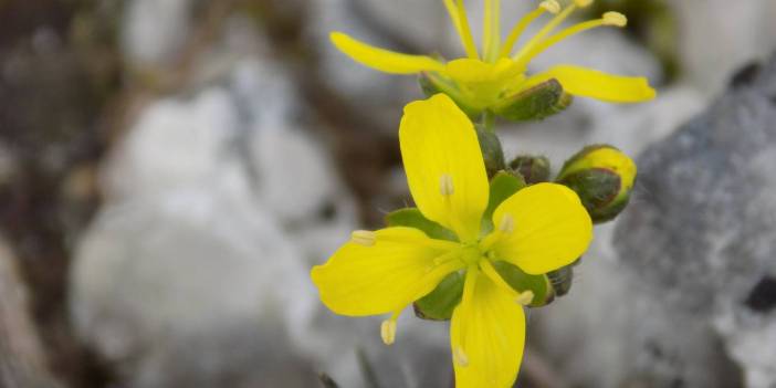 Yeni keşif 'tüylü kekreçiçeği' Türkiye'nin bitki florasına kaydedildi
