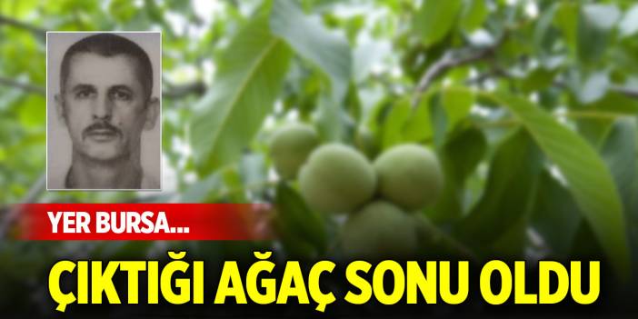 Yer Bursa... Çıktığı ağaç sonu oldu