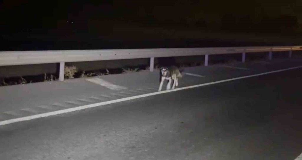 Köpeğe çarpmamak için sürücüsünün manevra yaptığı pancar yüklü tır refüje devrildi 3