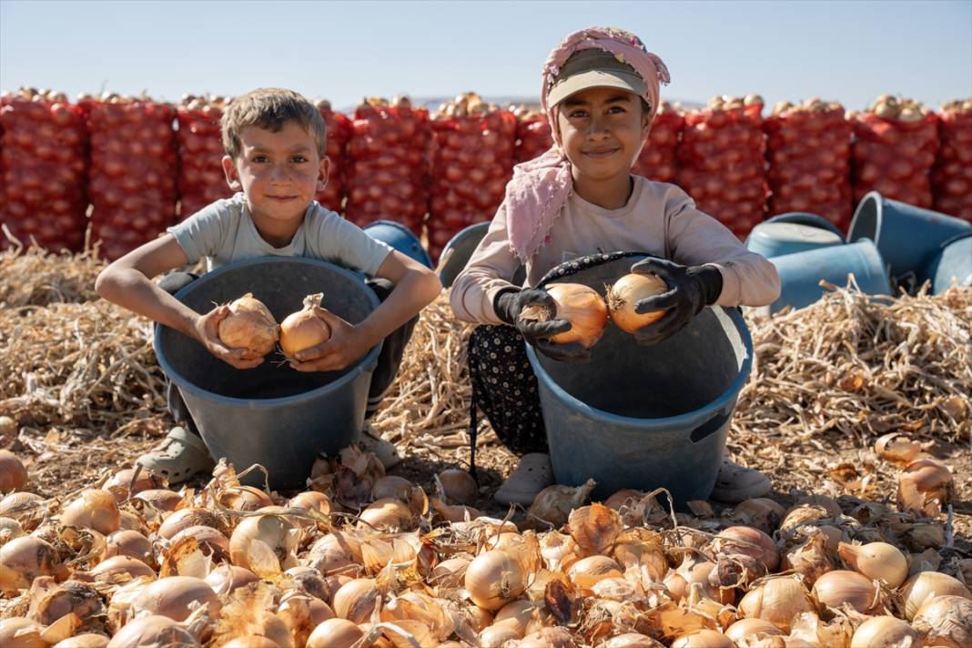 Konya'da tarlalarda yoğun mesai 1