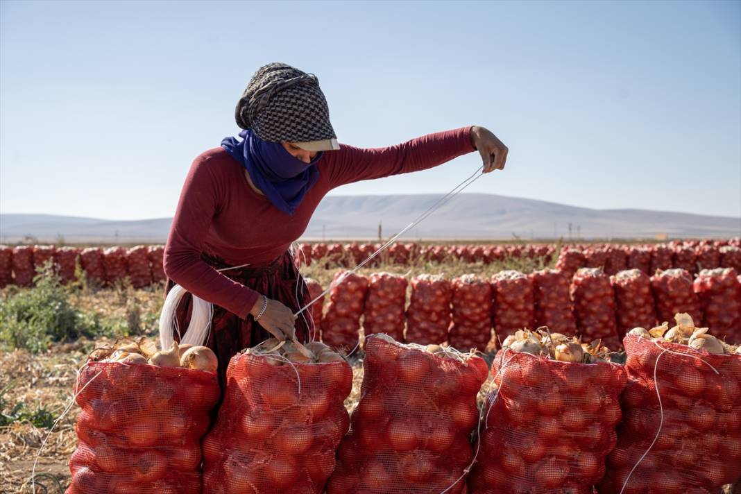 Konya'da tarlalarda yoğun mesai 11