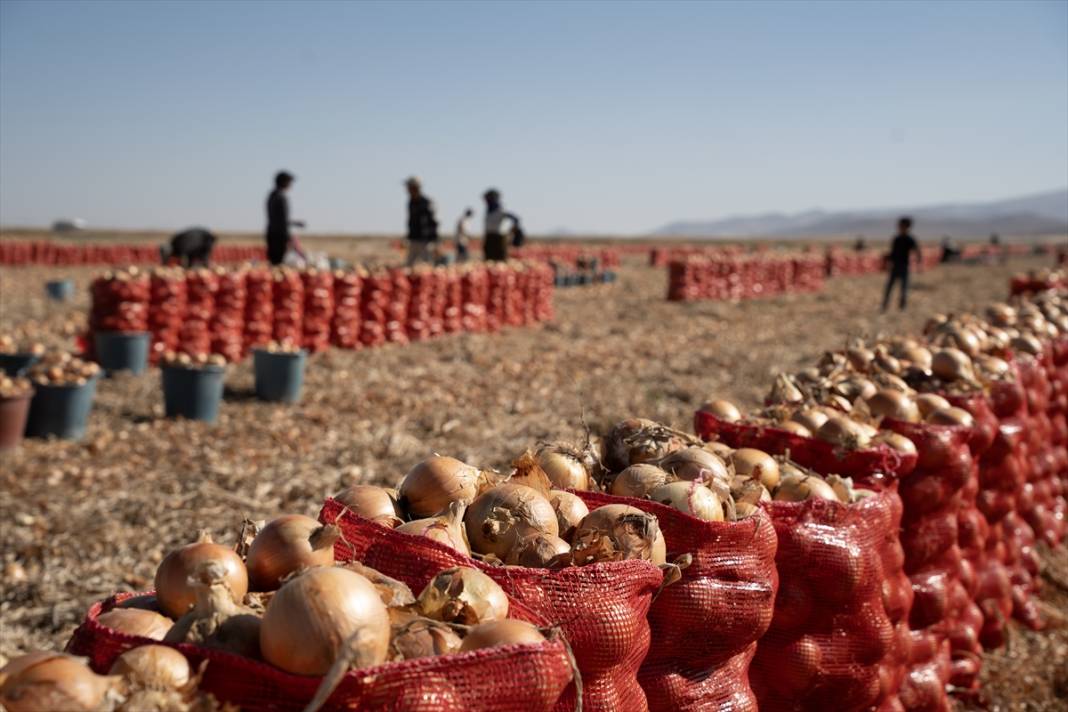 Konya'da tarlalarda yoğun mesai 12
