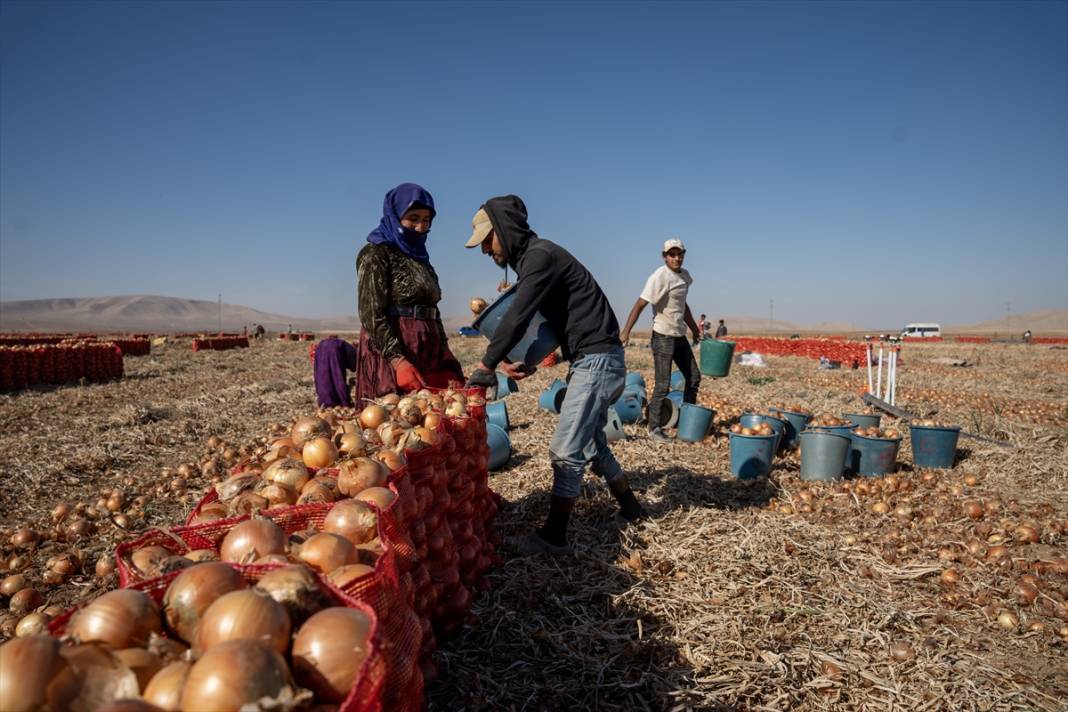 Konya'da tarlalarda yoğun mesai 13