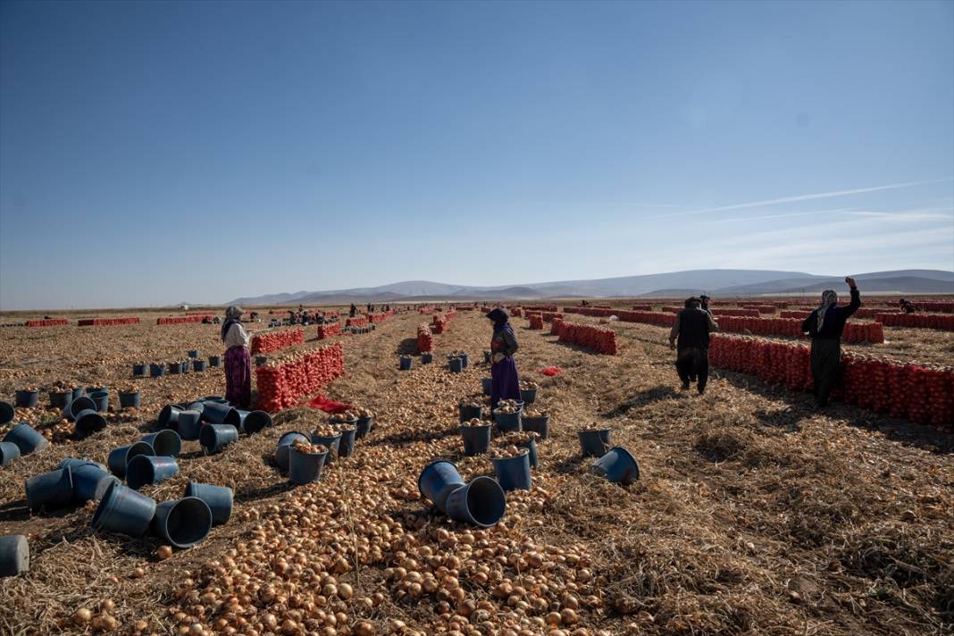Konya'da tarlalarda yoğun mesai 14